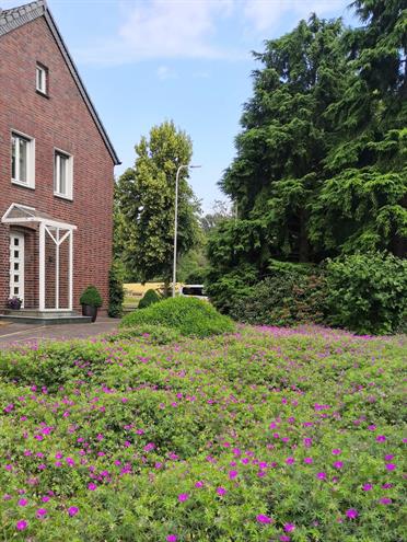 Langweilige Bodendecker? Von wegen! Allroundtalente in Zeiten des  Klimawandels - GaLaBau