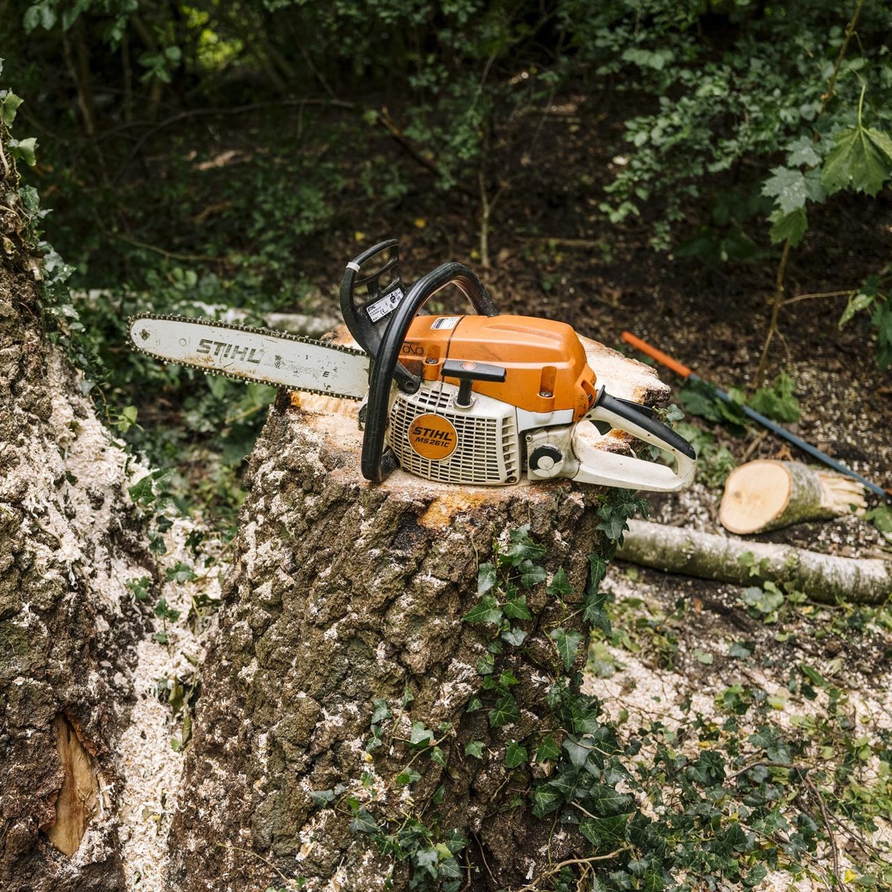 BGL-Bildungspreisträger können auch Fortbildungen im Bereich Baumpflege gemacht haben