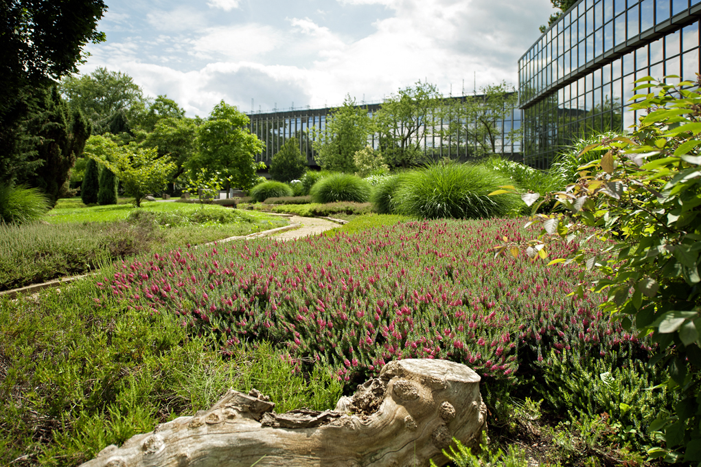 Fachbetriebe im Garten und Landschaftsbau legen gewerbliches Grün an